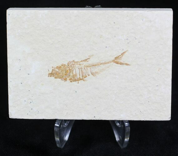 Small Diplomystus Fossil Fish - Wyoming #22118
